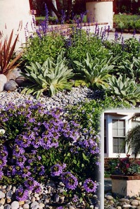 Mediterranean Design Planting