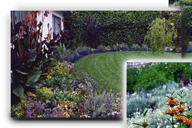 Tropical back yard landscape design