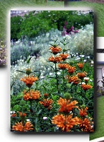 Colorful perennials