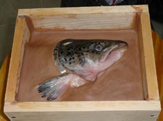 Making Salmon Head Press Mold
