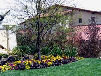 Colorful Mediterranean planting